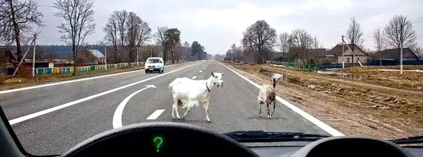 Иллюстрация к вопросу: Какие световые сигналы Вы обязаны подать в данной ситуации?